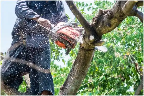 tree services Ontario